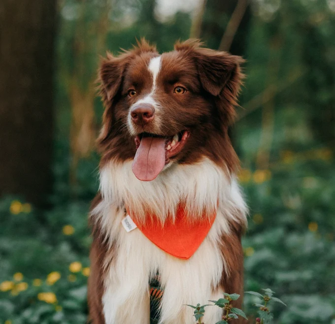 Банданы на резинке